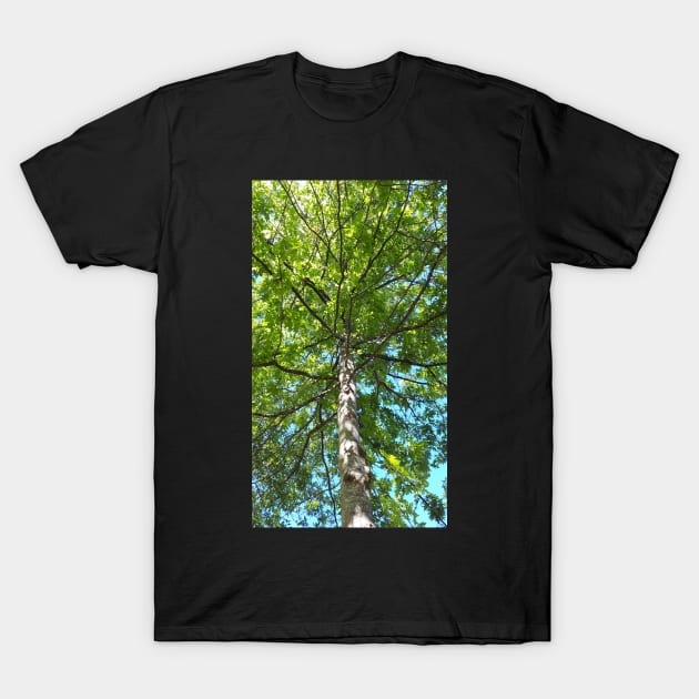 Tree in the park T-Shirt by CsillaRosales